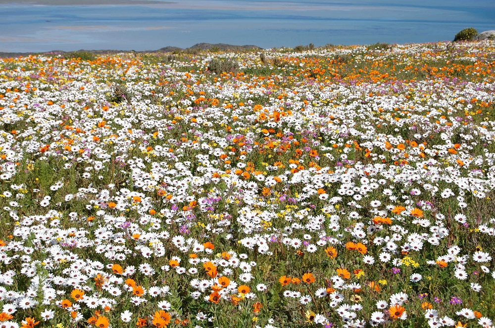 Image showing West Coast Flower Season by SANParks | Gonana Collection blog